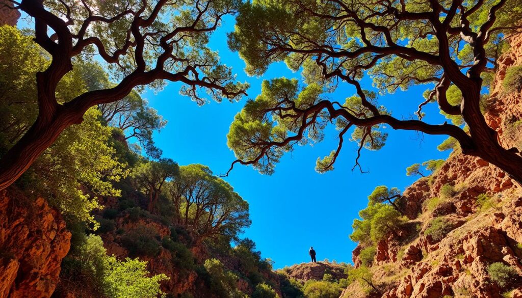 Arboles de la Barranca by El Coyote y su Banda Tierra Santa